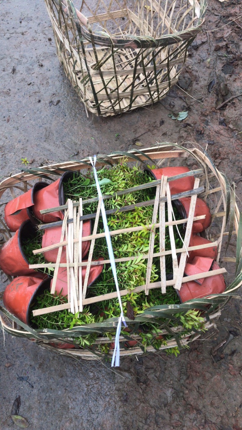 孔雀草成都孔雀草基地四川孔雀草基地孔雀草杯苗