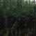 罗汉松苗(地径2～6公分)常年青绿可造型可盆栽包邮