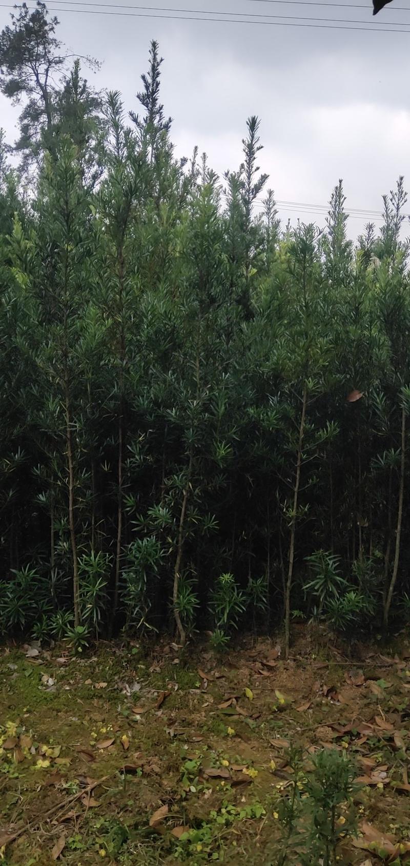 罗汉松苗(地径2～6公分)常年青绿可造型可盆栽包邮