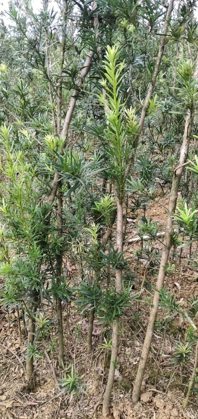罗汉松苗(地径2～6公分)常年青绿可造型可盆栽包邮