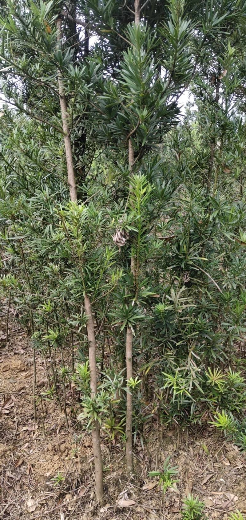 罗汉松苗(地径2～6公分)常年青绿可造型可盆栽包邮