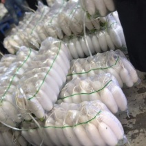萝卜；白萝卜，可供，超市，市场，加工厂，打冷，装袋一条龙