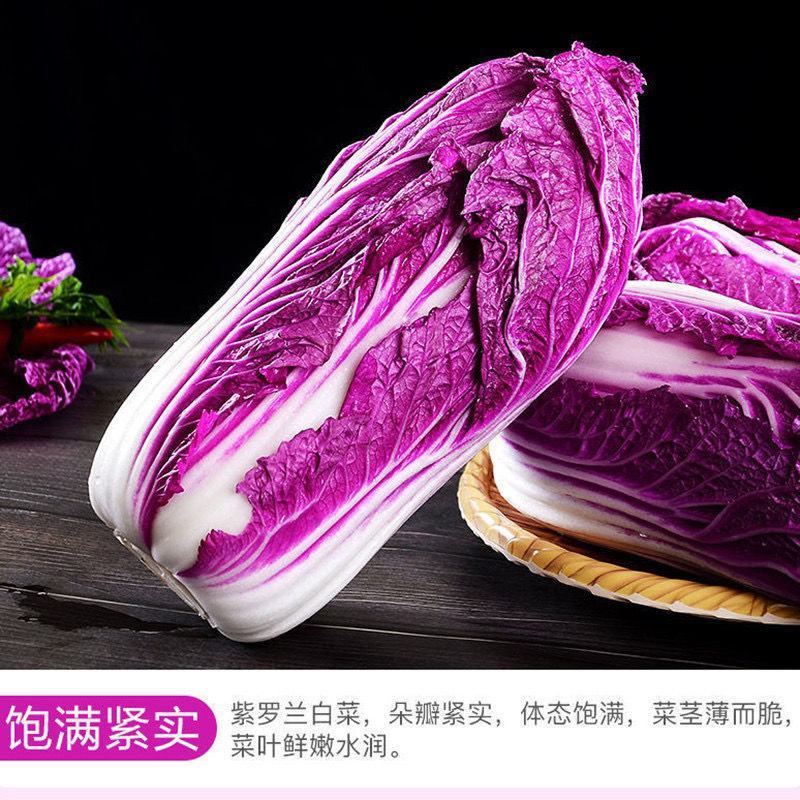 紫罗兰白菜，韩国紫裔大白菜