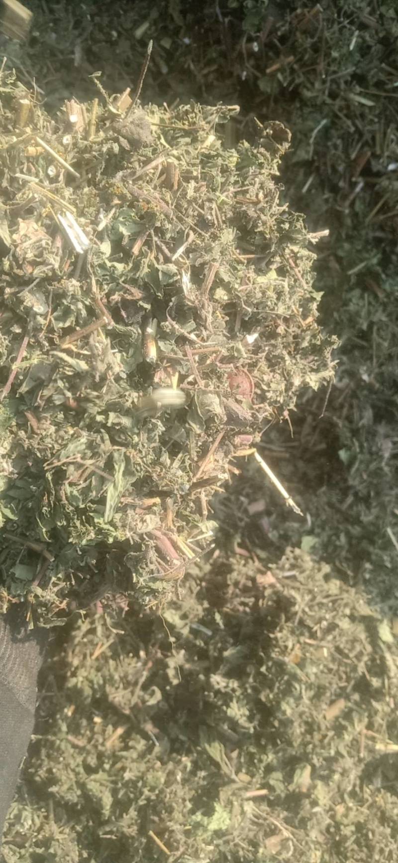 豨莶草，野生，色青，一手货源，品质保证，！！！