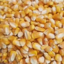 大量供应今年的新玉米，质量上乘，净籽率高，质量好