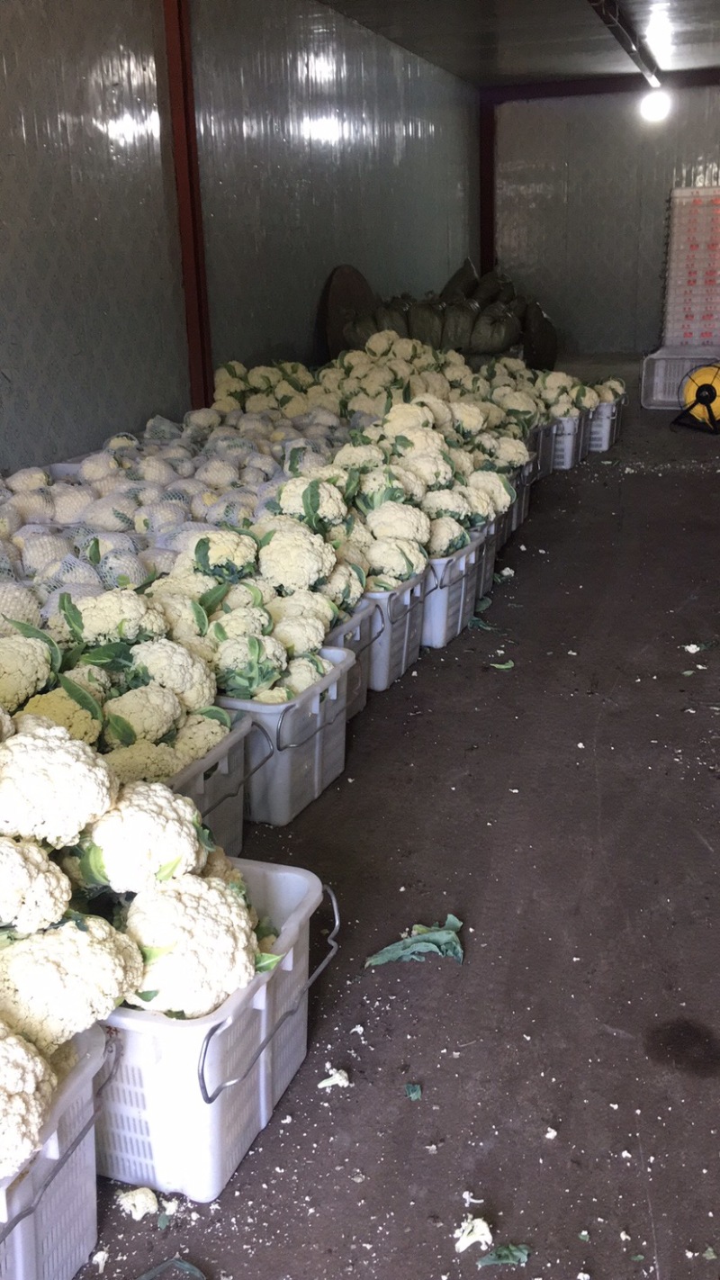 松花大量上．瑞安市登明蔬菜专业合作社