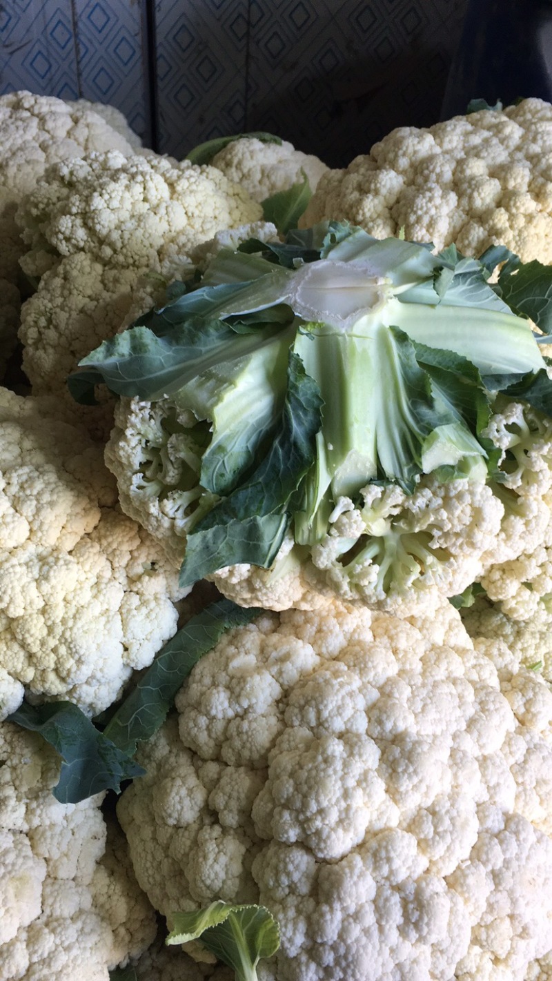 松花大量上．瑞安市登明蔬菜专业合作社