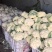 松花大量上．瑞安市登明蔬菜专业合作社