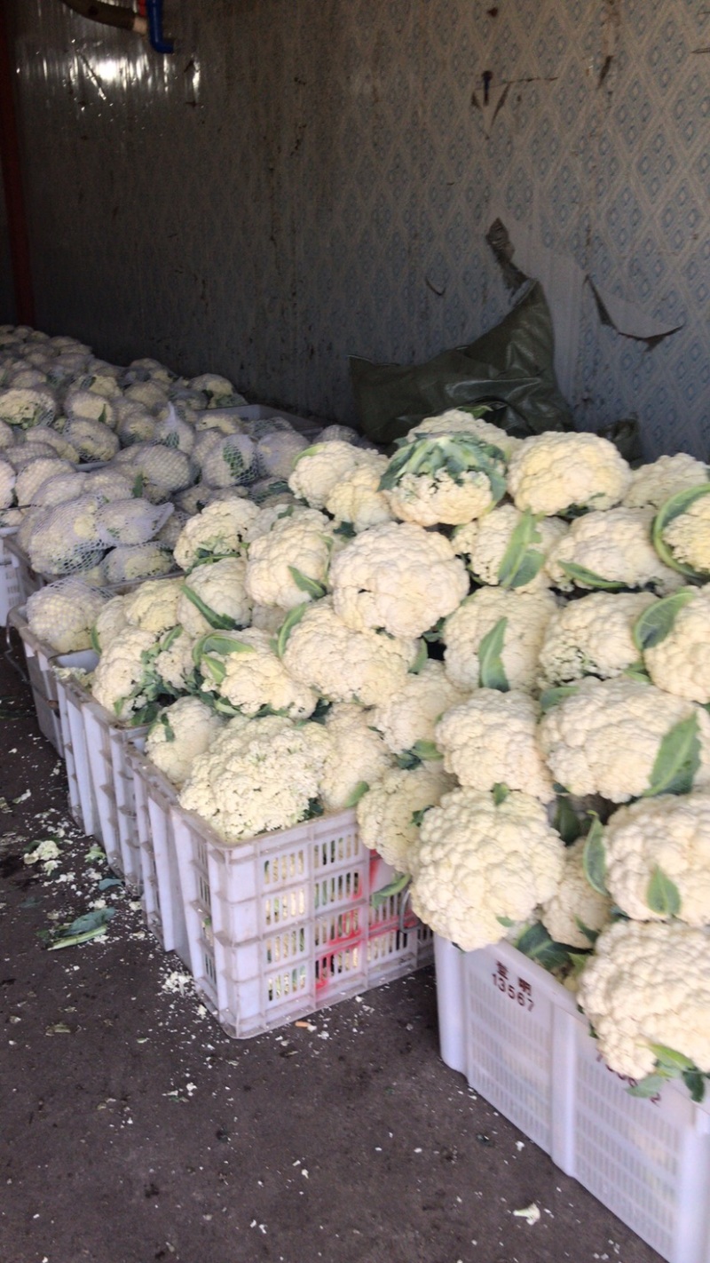 松花大量上．瑞安市登明蔬菜专业合作社