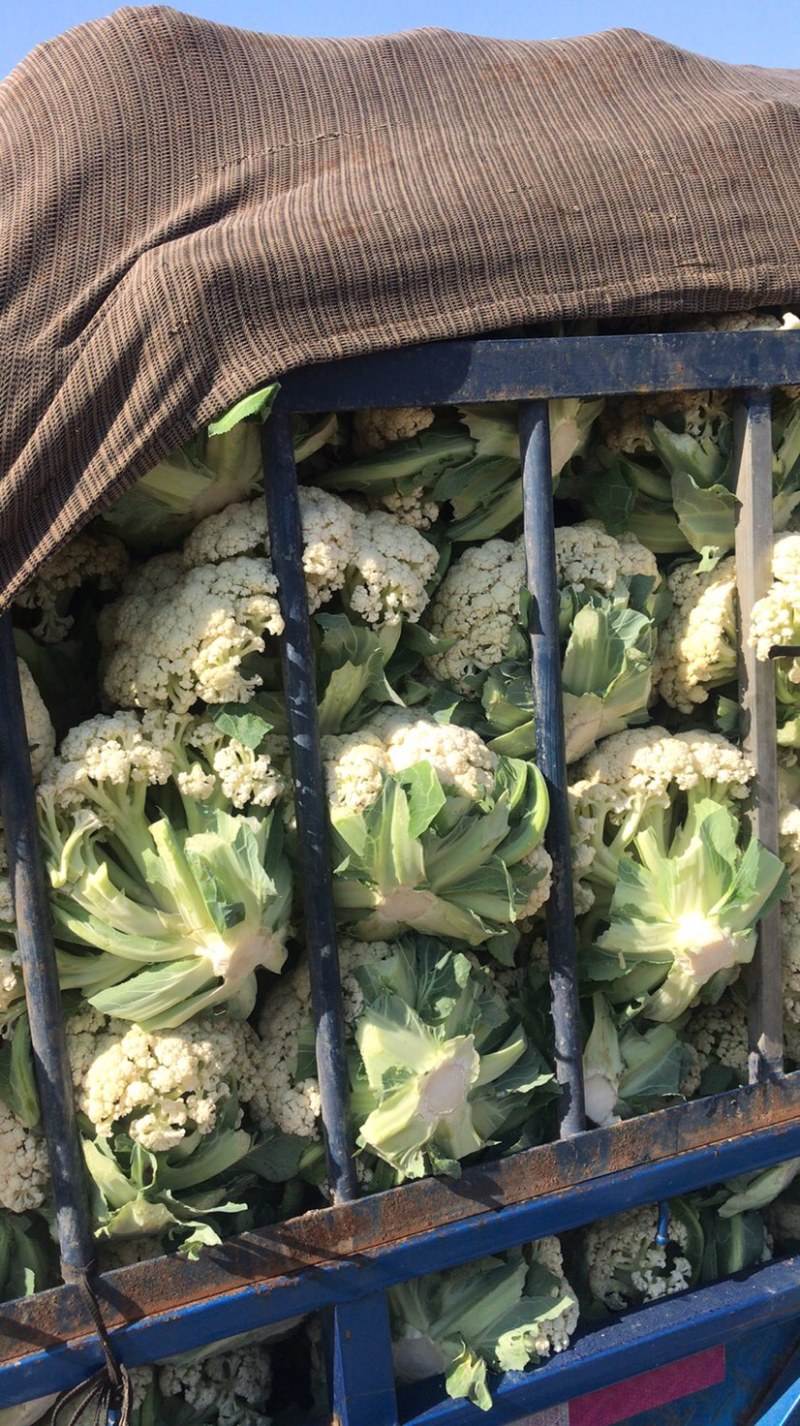 松花大量上．瑞安市登明蔬菜专业合作社