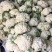 松花大量上．瑞安市登明蔬菜专业合作社