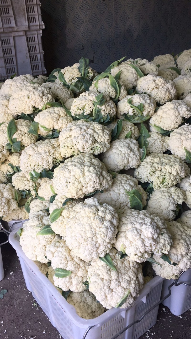 松花大量上．瑞安市登明蔬菜专业合作社