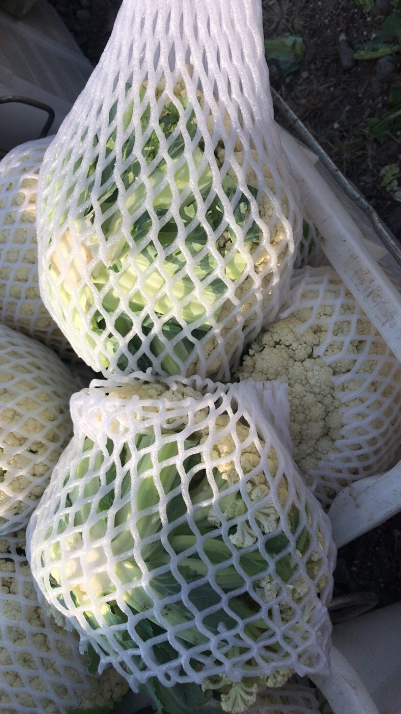 松花大量上．瑞安市登明蔬菜专业合作社