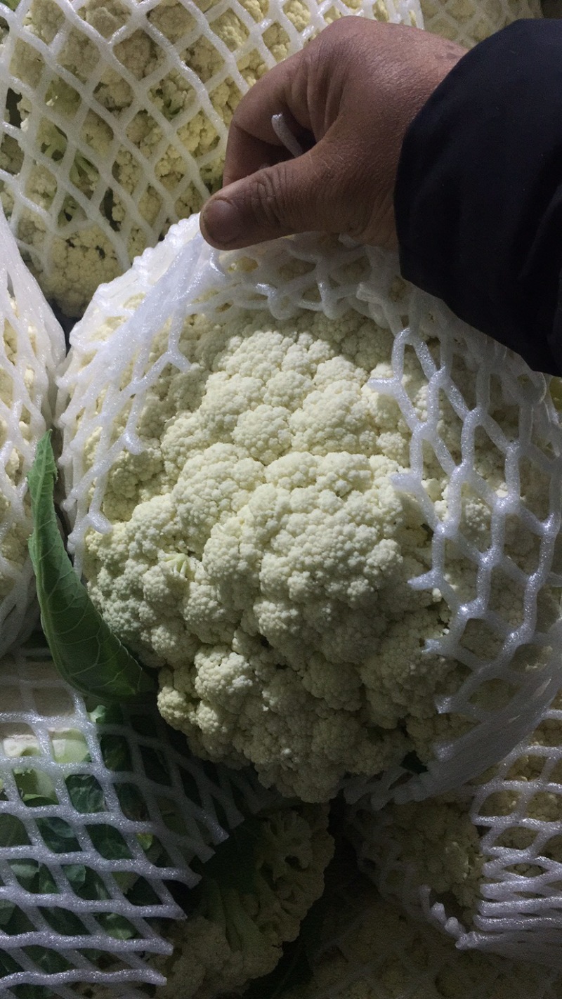 松花大量上．瑞安市登明蔬菜专业合作社