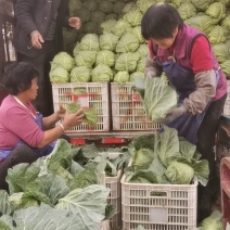 山东省日照莒县大头菜