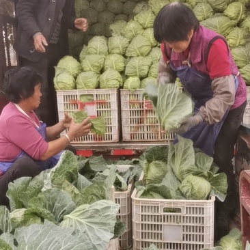 山东省日照莒县大头菜
