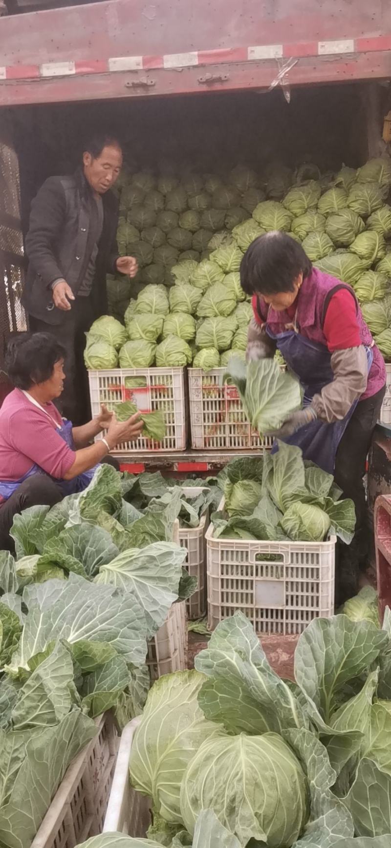 山东省日照莒县大头菜