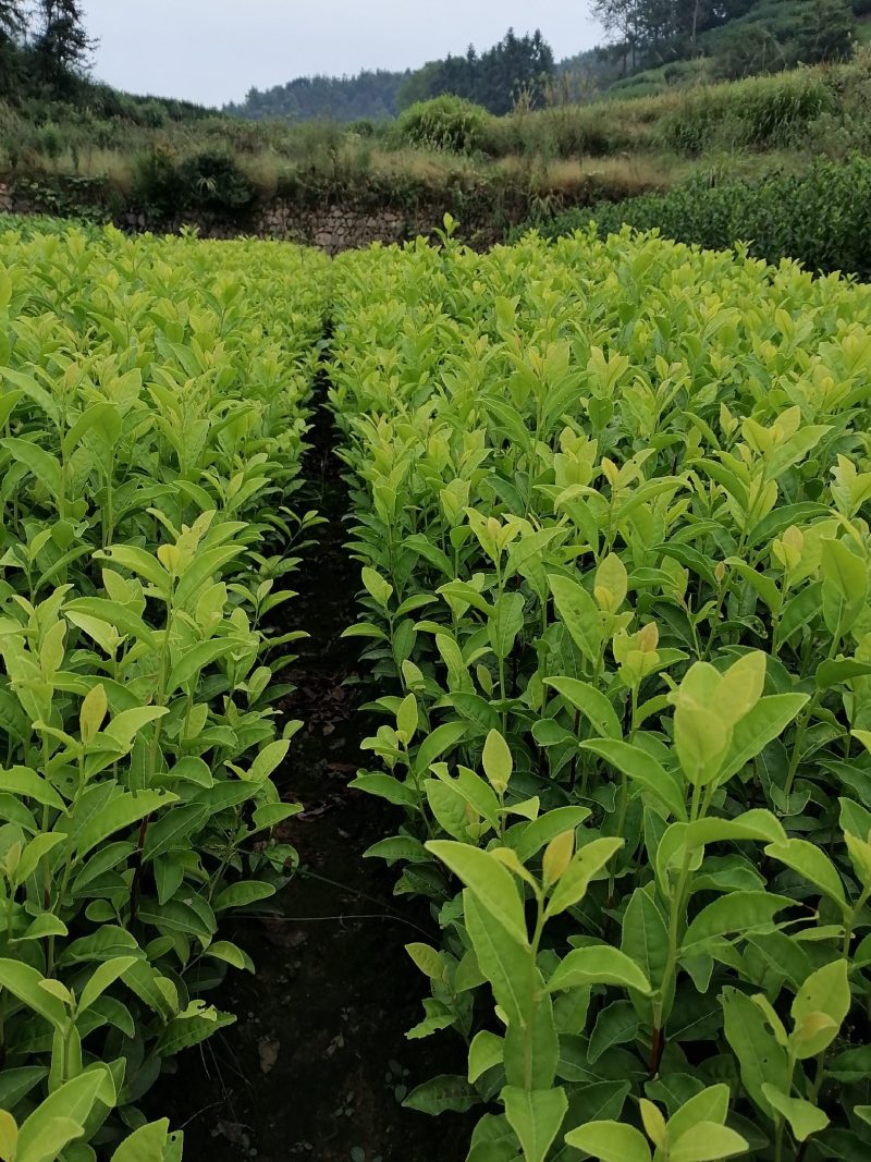 郁金香茶苗当年生良种茶苗，品种优，根丝发迖，成活率高