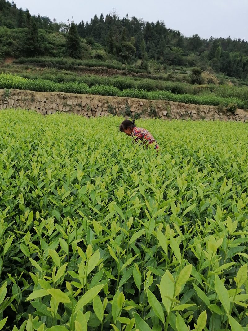 郁金香茶苗当年生良种茶苗，品种优，根丝发迖，成活率高