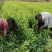 郁金香茶苗当年生良种茶苗，品种优，根丝发迖，成活率高