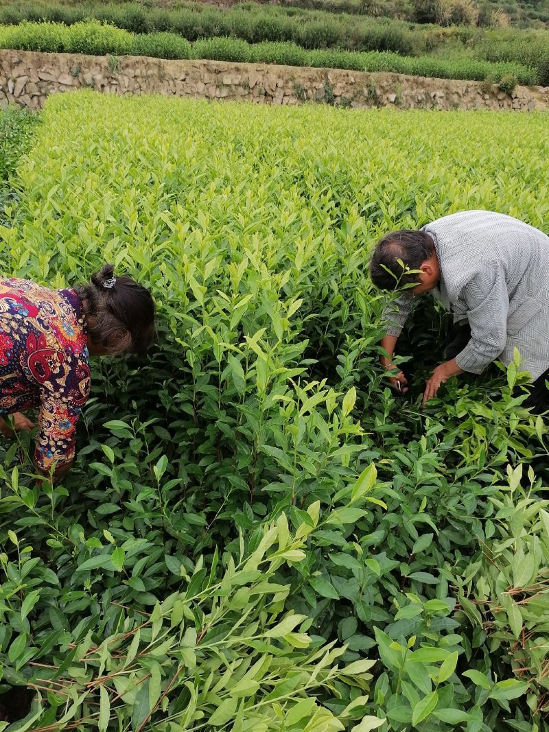 郁金香茶苗当年生良种茶苗，品种优，根丝发迖，成活率高