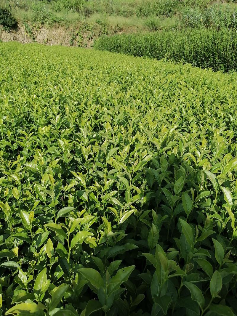 郁金香茶苗当年生良种茶苗，品种优，根丝发迖，成活率高