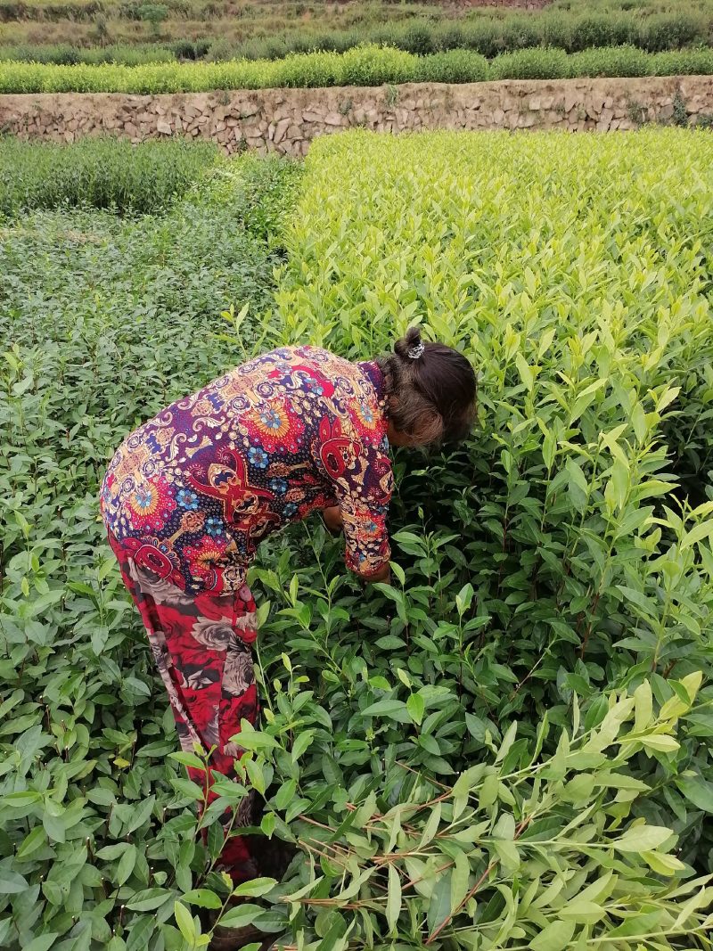 郁金香茶苗当年生良种茶苗，品种优，根丝发迖，成活率高