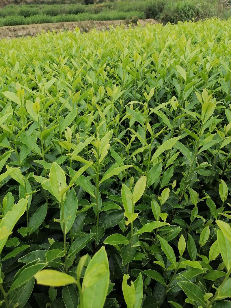 郁金香茶苗当年生良种茶苗，品种优，根丝发迖，成活率高