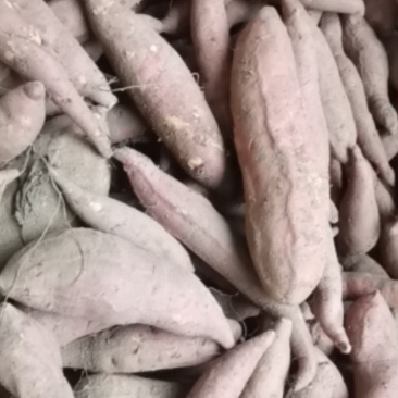 西瓜红红薯
