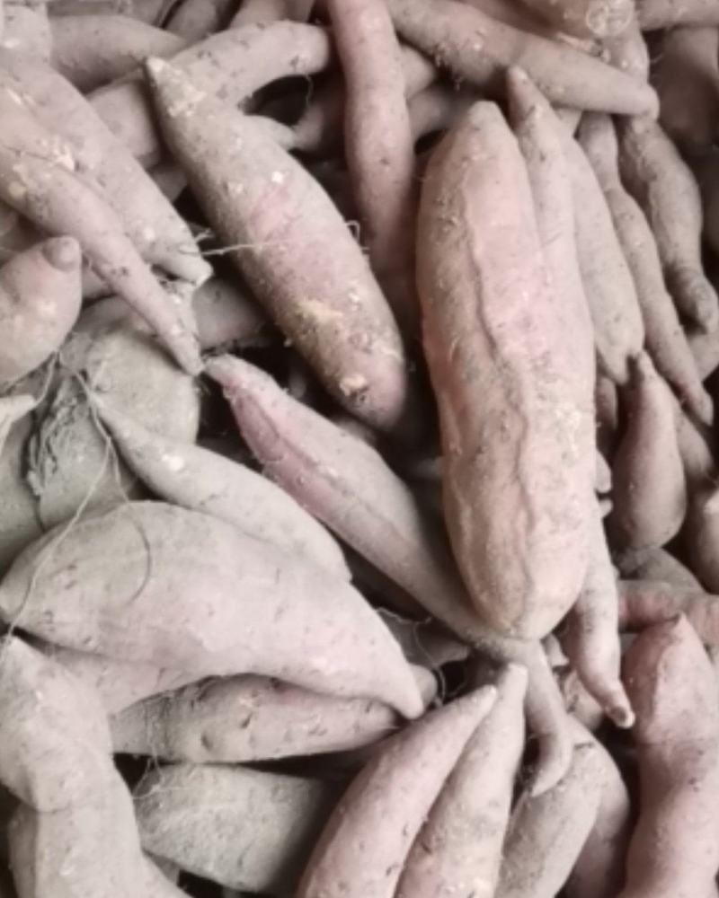 西瓜红红薯