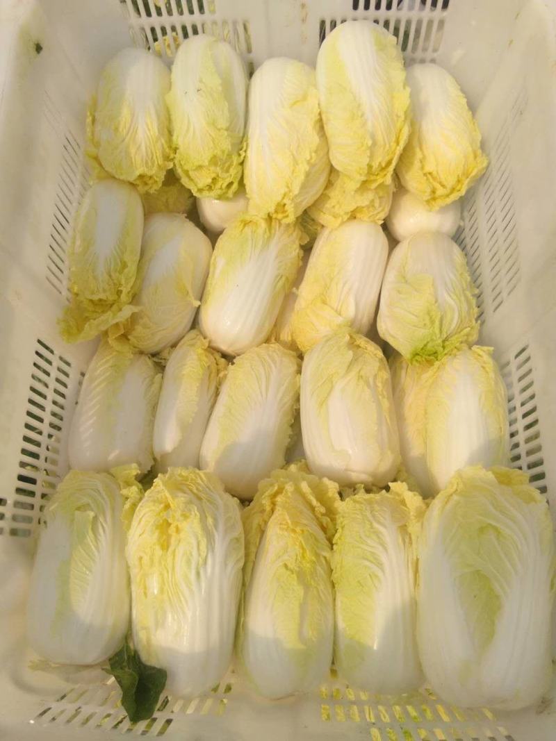 云南精品高山娃娃菜，有需要的老板请联系。量大，质量好。
