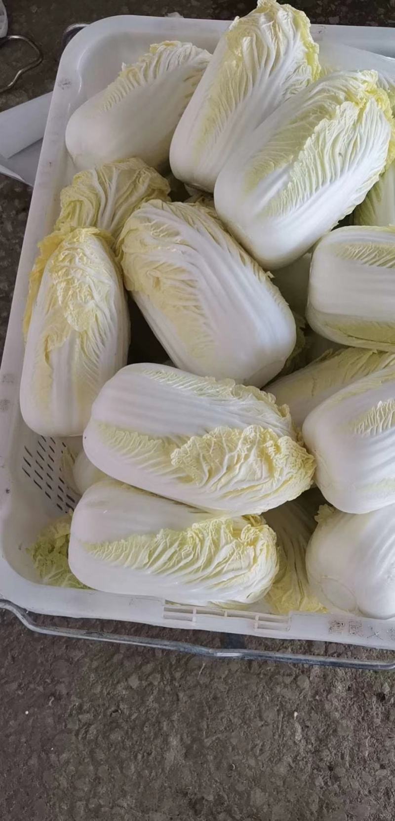 云南精品高山娃娃菜，有需要的老板请联系。量大，质量好。