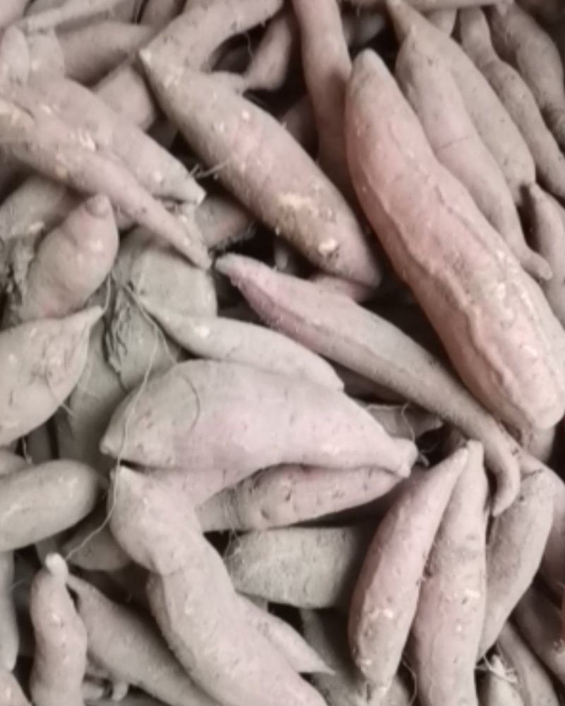 西瓜红红薯