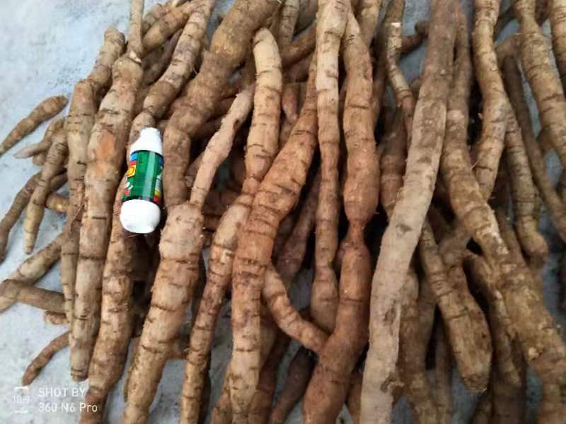 野生牛大力薯，保证野生！！！！！！！！！！！！！！！！！