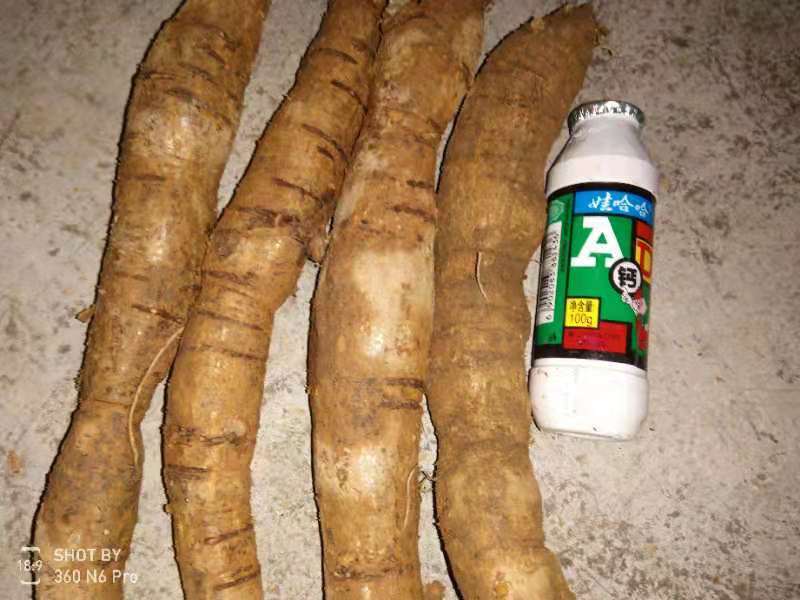 野生牛大力薯，保证野生！！！！！！！！！！！！！！！！！