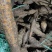 野生牛大力薯，保证野生！！！！！！！！！！！！！！！！！