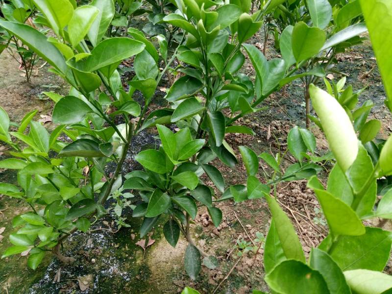 桔子树苗甜蜜桔无籽冰糖桔基地培育直发正品包邮，技术指导