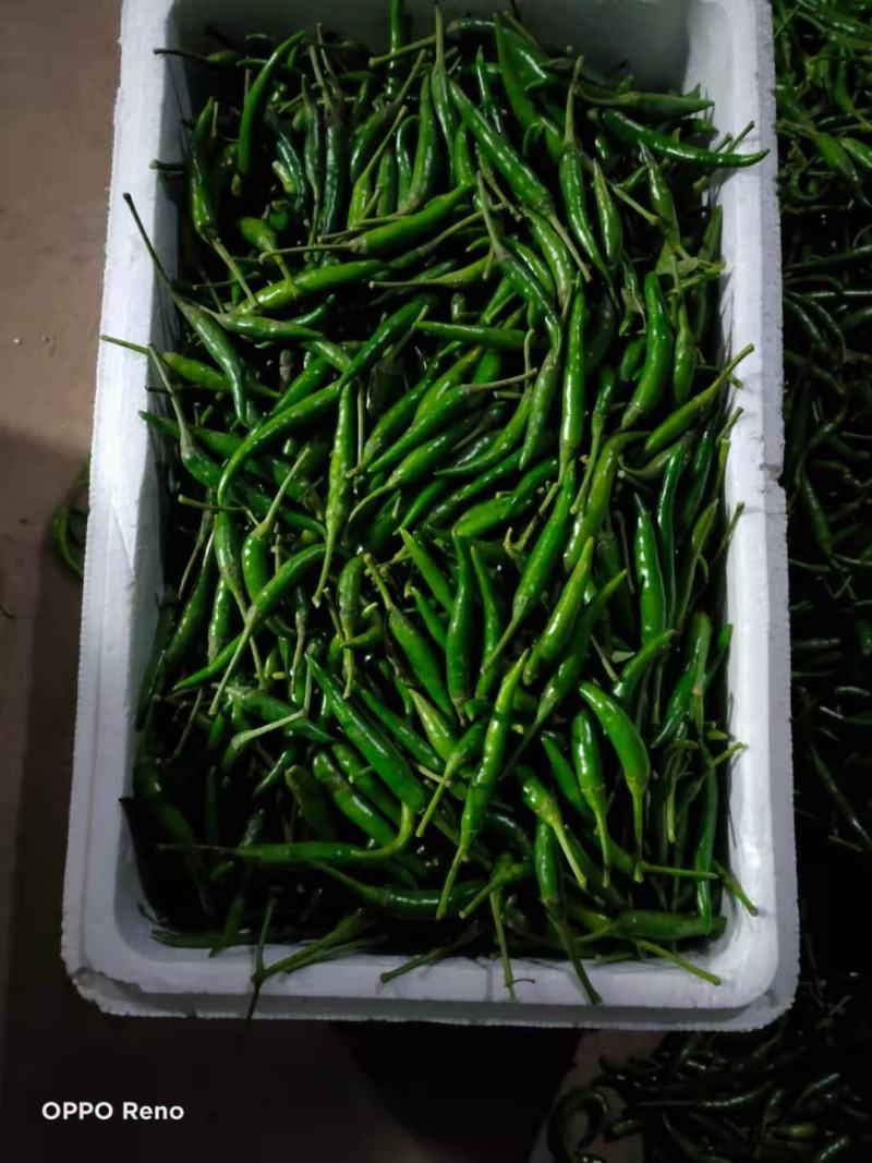 小米椒，产地直供，保质保量！精品包装！储存加工！