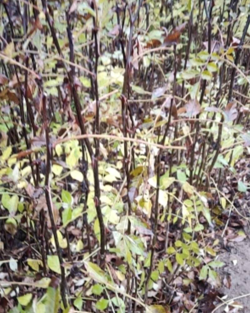 花椒树苗大红袍花椒狮子头花椒果园篱笆障庭院田园山岭种植