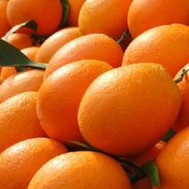 高山优质的纽荷尔橙子大量上市了