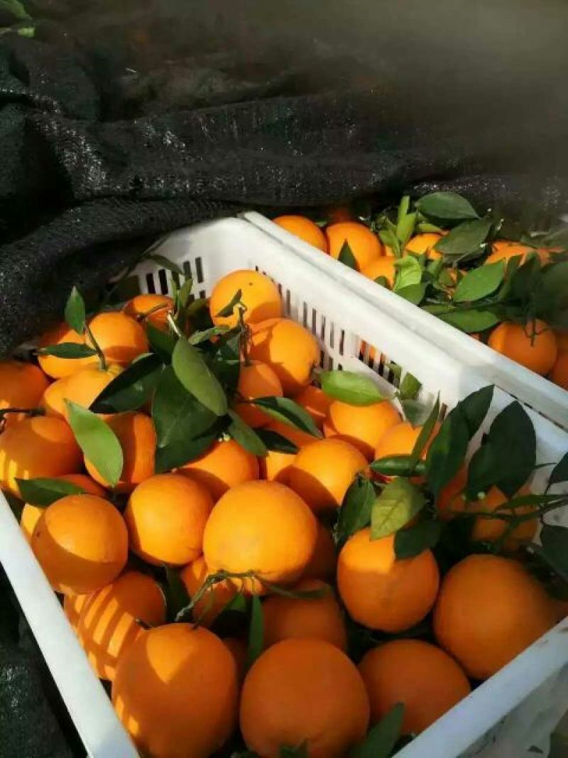 高山优质的纽荷尔橙子大量上市了