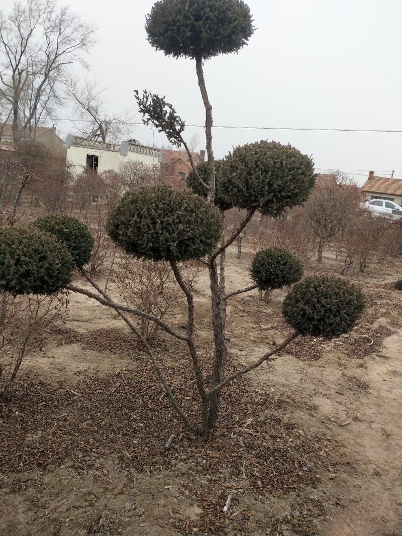 快柏造型树！是一个很好的品种。冬天的一道风景线。树枝哇绿