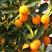 金桔盆景苗带果发货可吃可观赏脆甜可口