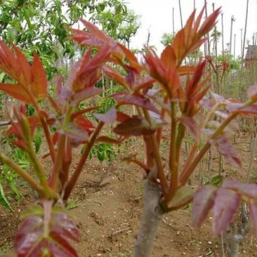 香椿树苗，正宗山东泰山泰安奶油香椿南北方种植基地培育包邮