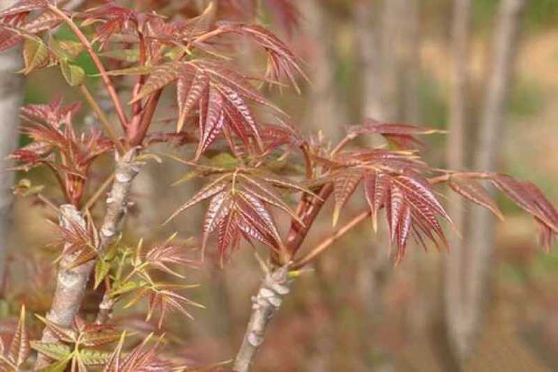 香椿树苗，正宗山东泰山泰安奶油香椿南北方种植基地培育包邮