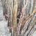 香椿树苗，正宗山东泰山泰安奶油香椿南北方种植基地培育包邮