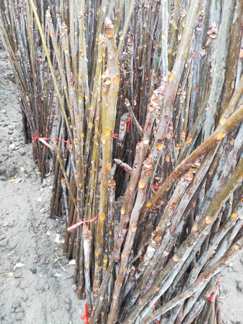 香椿树苗，正宗山东泰山泰安奶油香椿南北方种植基地培育包邮