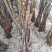 香椿树苗，正宗山东泰山泰安奶油香椿南北方种植基地培育包邮