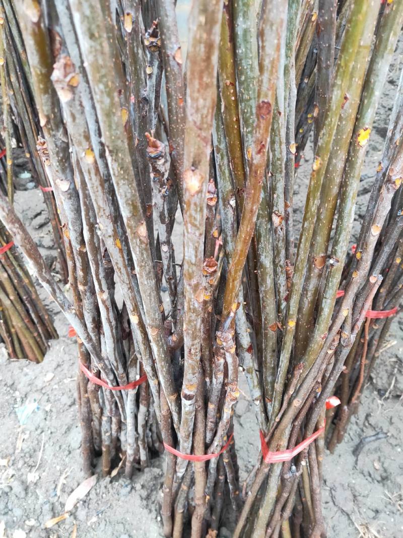 香椿树苗，正宗山东泰山泰安奶油香椿南北方种植基地培育包邮
