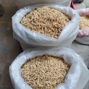 中药材，麦冬，产地湖北干净新鲜，货原充足，冷库保存